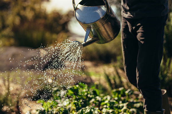 plant watering janitorial